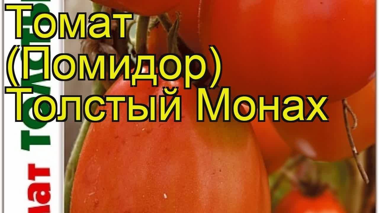 Описание томата Толстый Монах, правила выращивания и уход за растением