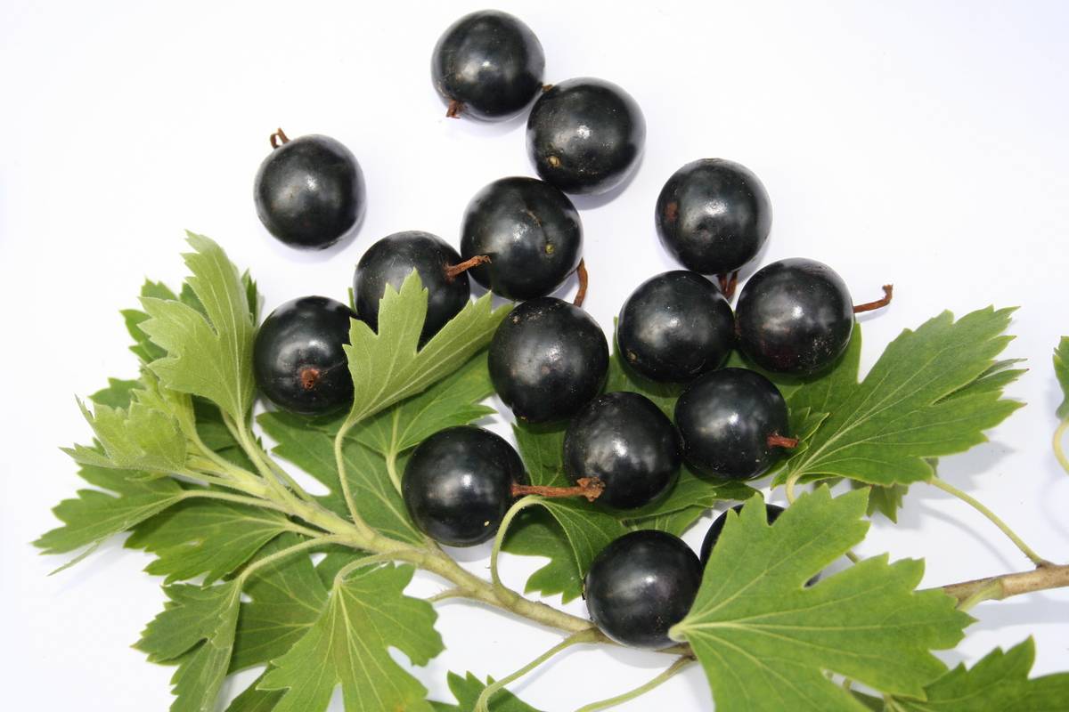 Чёрный жемчуг сорт черной смородины: фото, отзывы, описание сорта, выращивание и уход