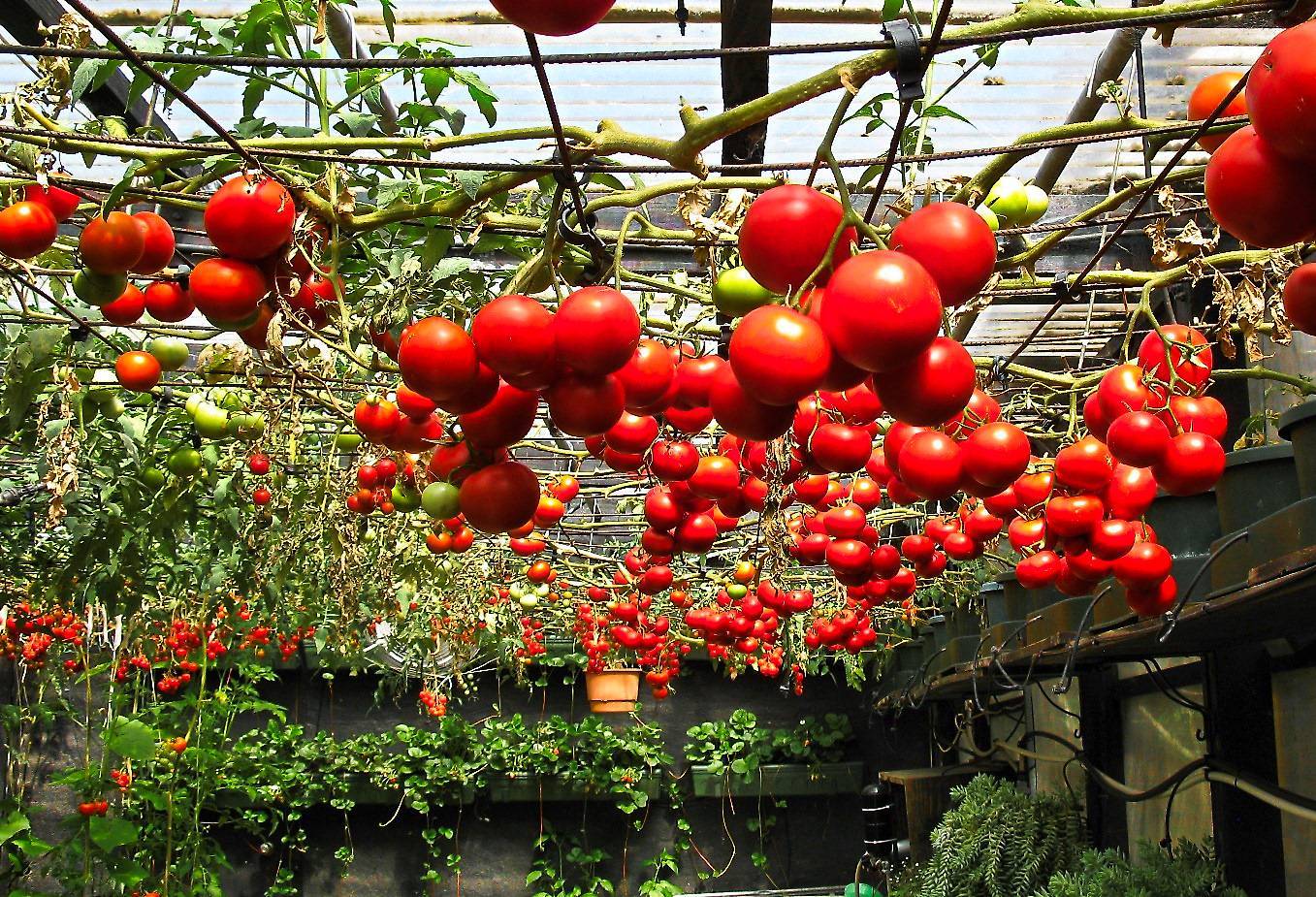 ✅ томатное дерево: выращивание в открытом грунте и в теплицах - сад62.рф
