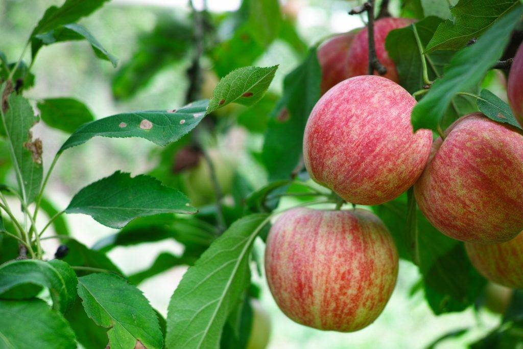 Яблоки фуджи: фото и описание сорта