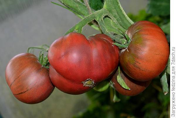 Выбираем колорит и экзотику: знакомимся с сортом томатов «черный мавр»