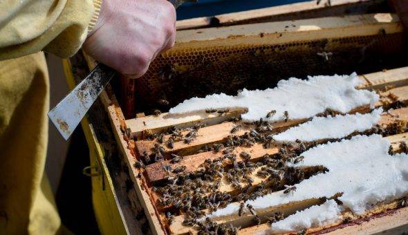 Подкормка для пчел: виды, сравнение, время, особенности