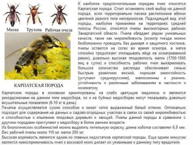 Характеристика породы пчёл бакфаст: достоинства и недостатки, линии бакфаст, что лучше бакфаст или карника – med-pochtoi.ru