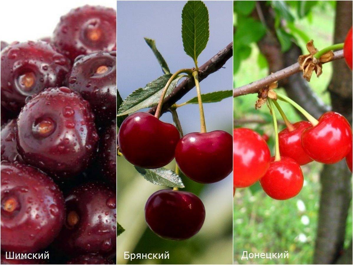 Описание и разновидности вишни сорта Шпанка, посадка и уход
