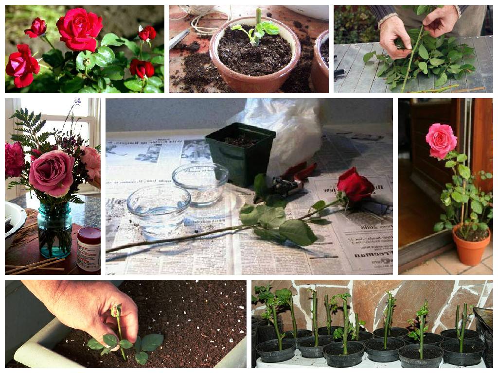 Размножение роз: способы размножения, рекомендации, пошаговая инструкция