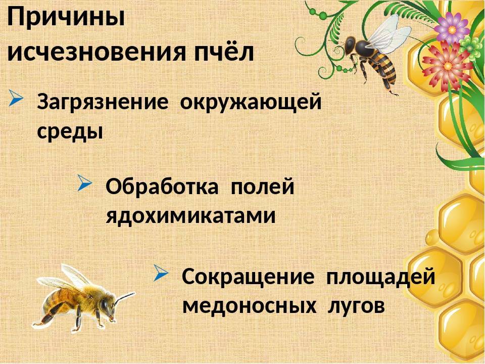 Исчезновение пчел может привести к экологической катастрофе: способы спасения и разведения популяции