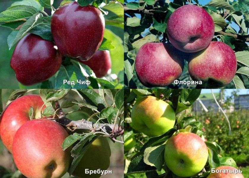 Яблоки ред чиф: описание и характеристики сорта, выращивание и уход с фото