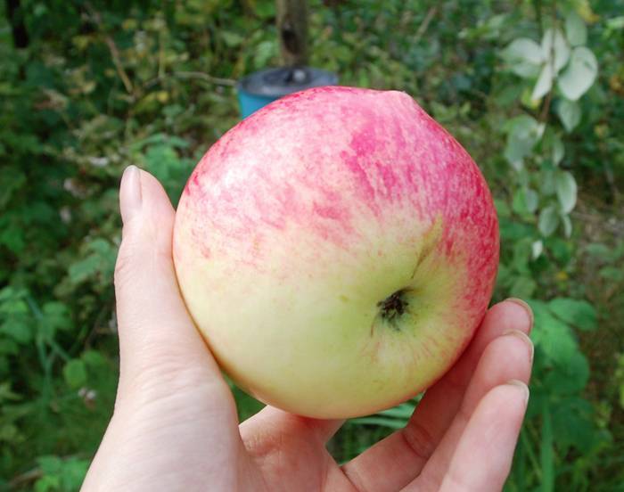Устойчивая к парше яблоня болотовское: описание, фото