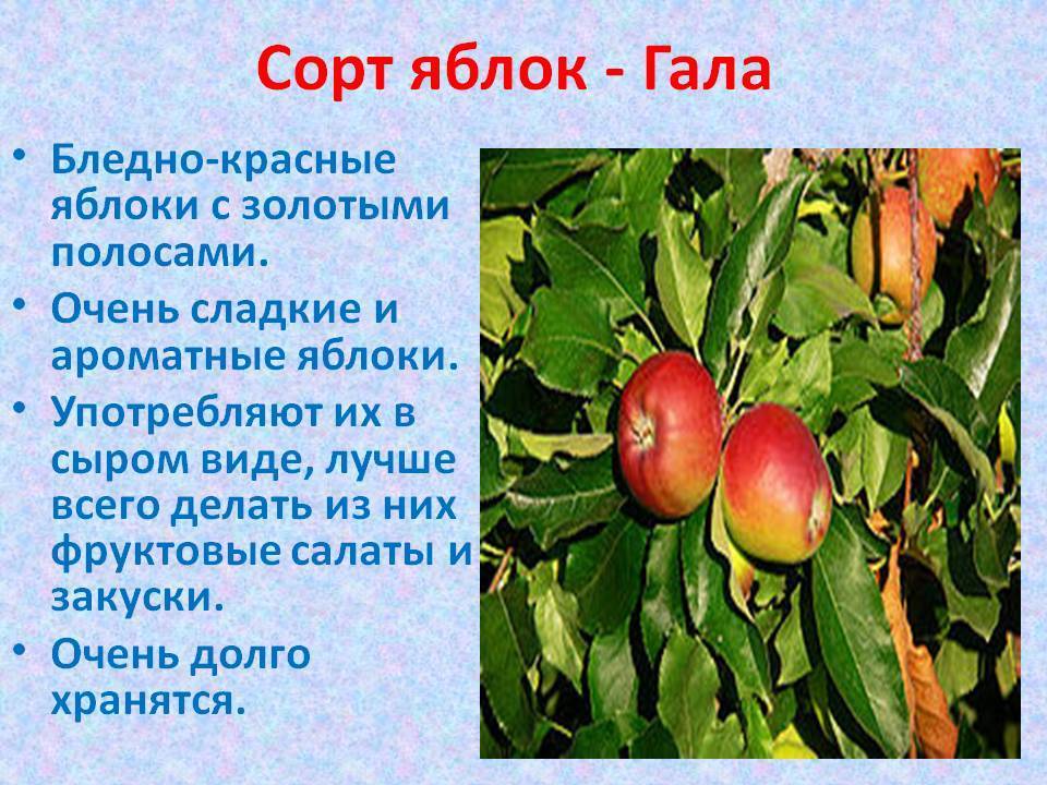 Яблоня гала: описание сорта и его видов, их достоинства и недостатки