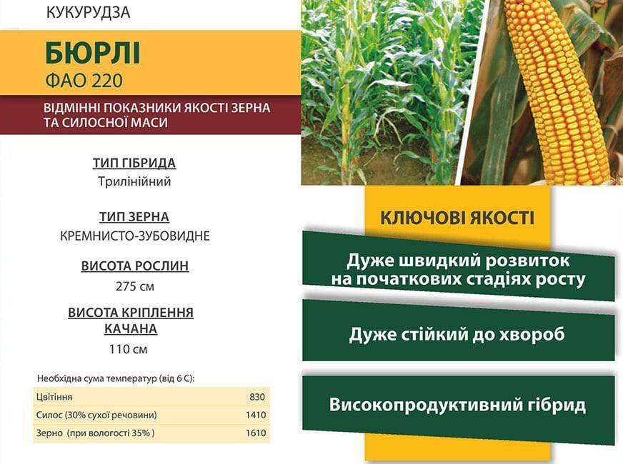 Урожайность кукурузы с 1 га: обзор разных сортов