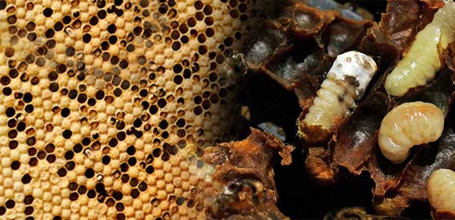 Акарапидоз: диагностика и лечение пчел от трахейных клещей | пчеловодство | пчеловод.ком