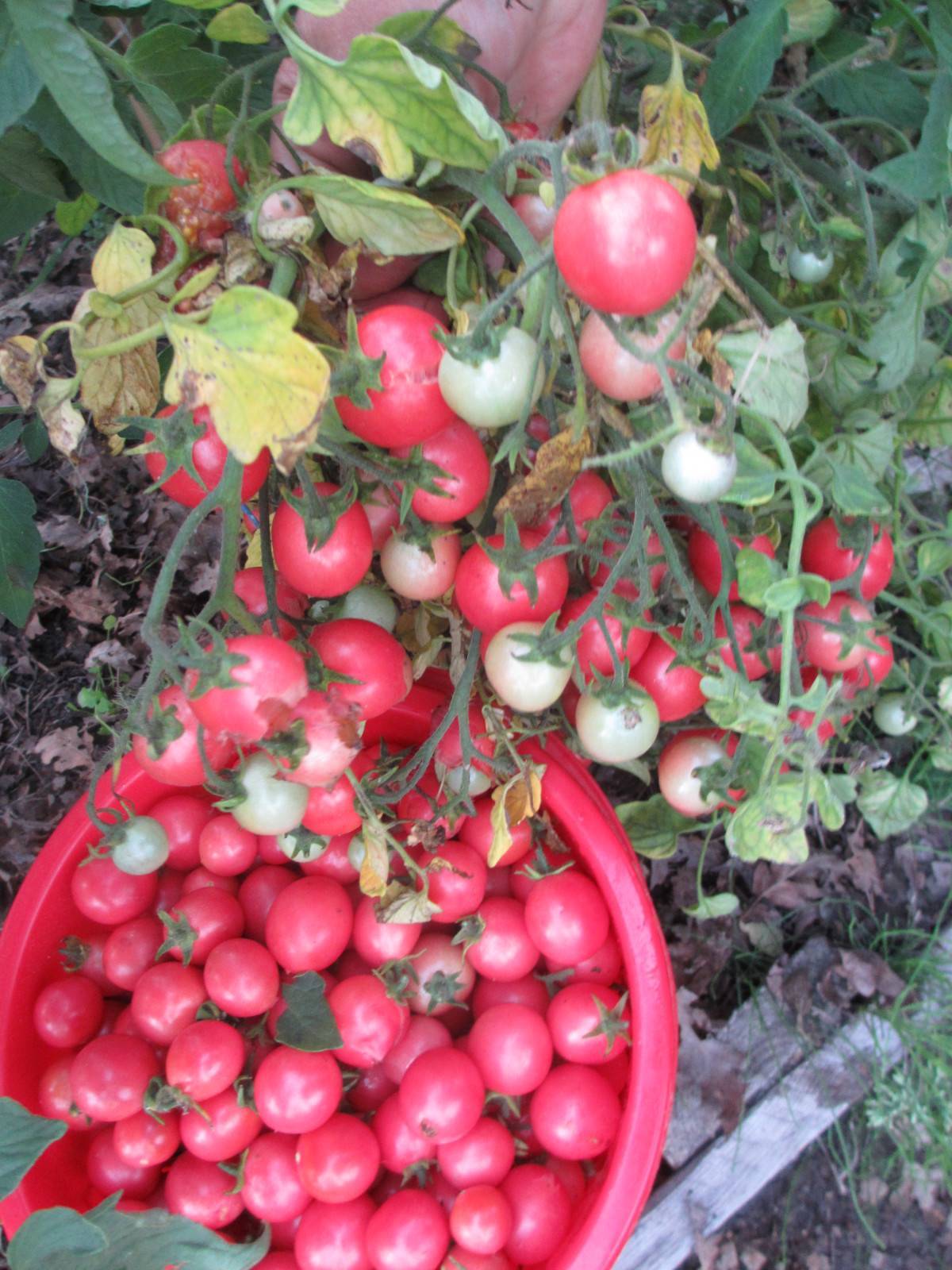 Томат садовая жемчужина: описание и характеристика сорта, отзывы, фото, урожайность | tomatland.ru