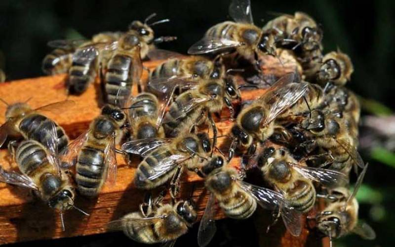 Пчелы карника: их характеристика и особенности