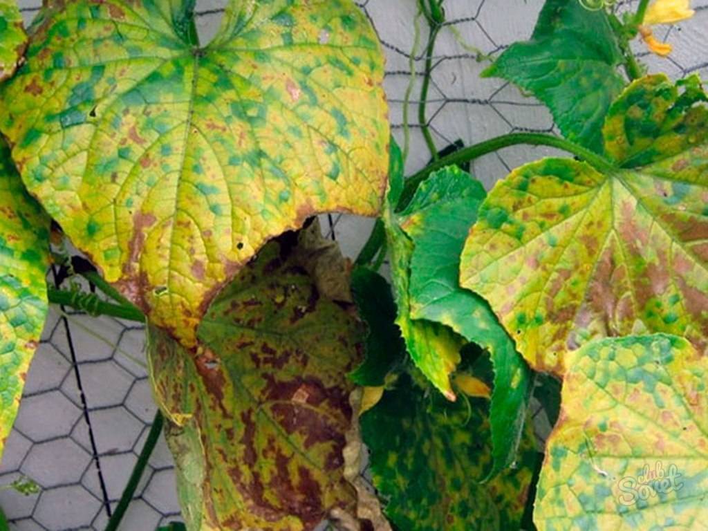 Почему желтеют листья у тыквы в открытом грунте на грядке, что делать