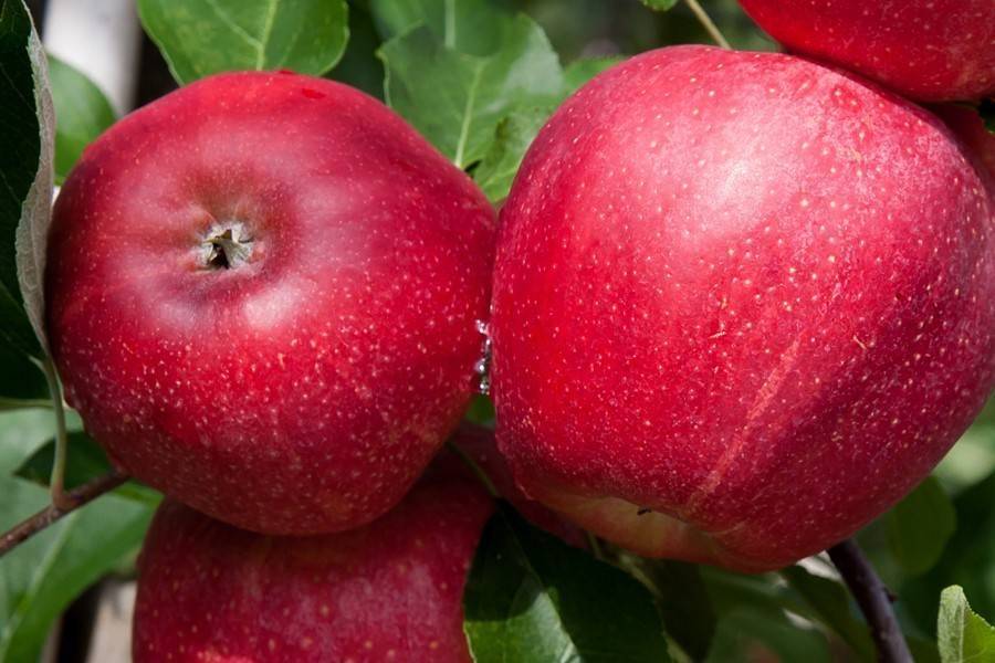 Сорт яблони гала маст описание сорта