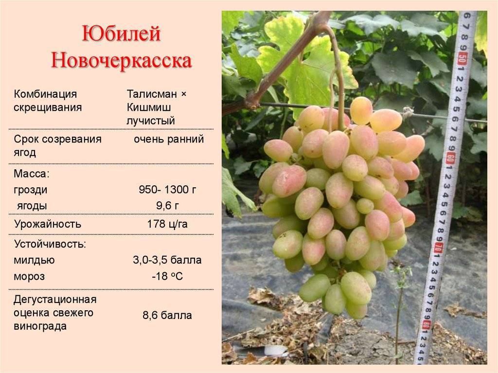 Описание и характеристика винограда сорта Юбилей Новочеркасска