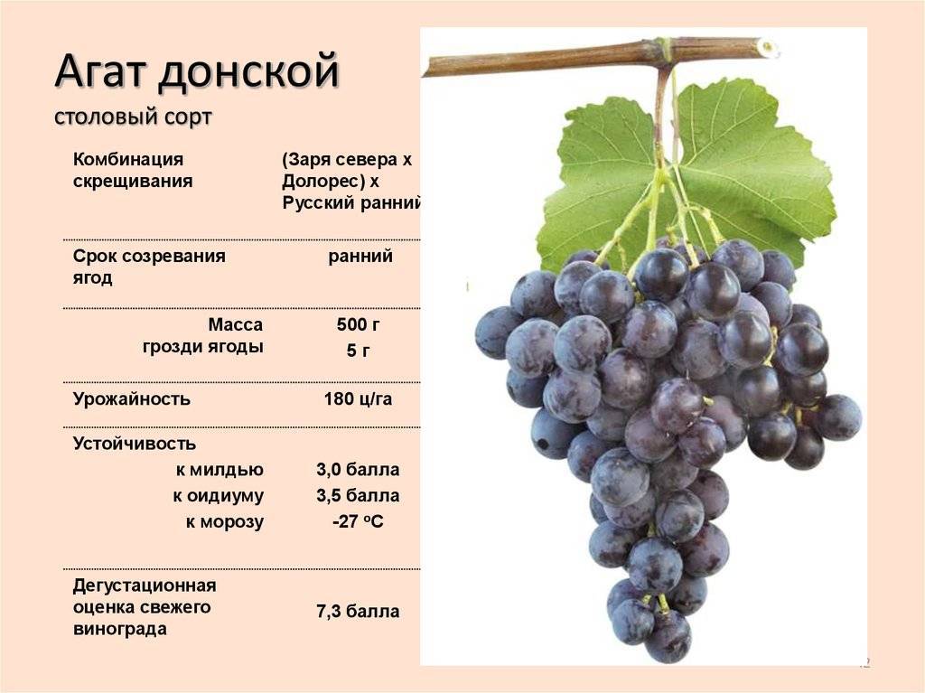 Морозостойкие сорта винограда с фото и описанием