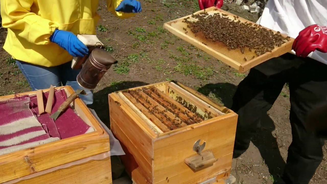 Объединение пчелиных семей