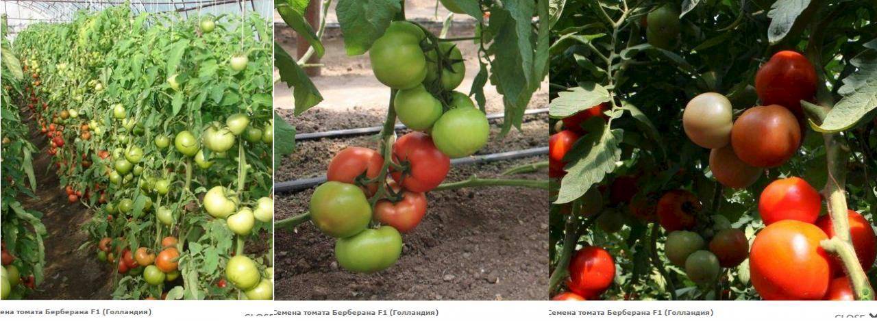 Томат берберана f1: характеристика и описание сорта, фото, урожайность, выращивание