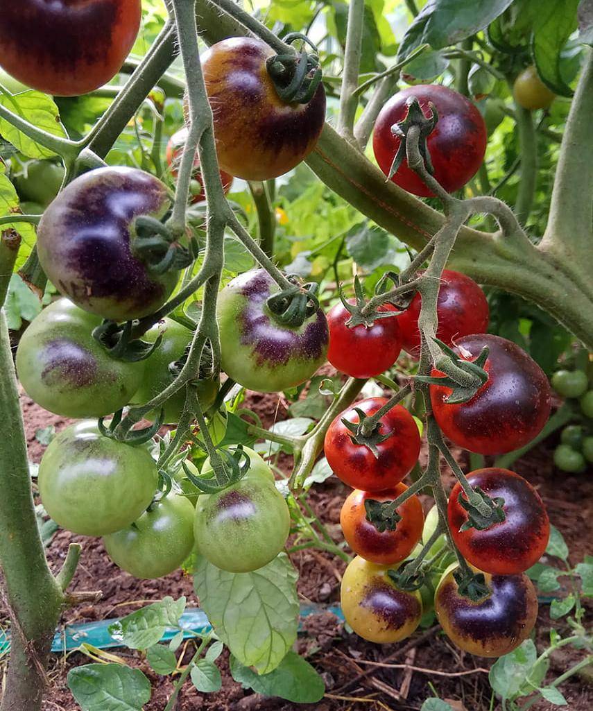 Синяя гроздь томат: описание, выращивание, уход, фото