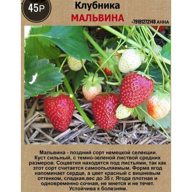Клубника кимберли: описание сорта, особенности выращивания