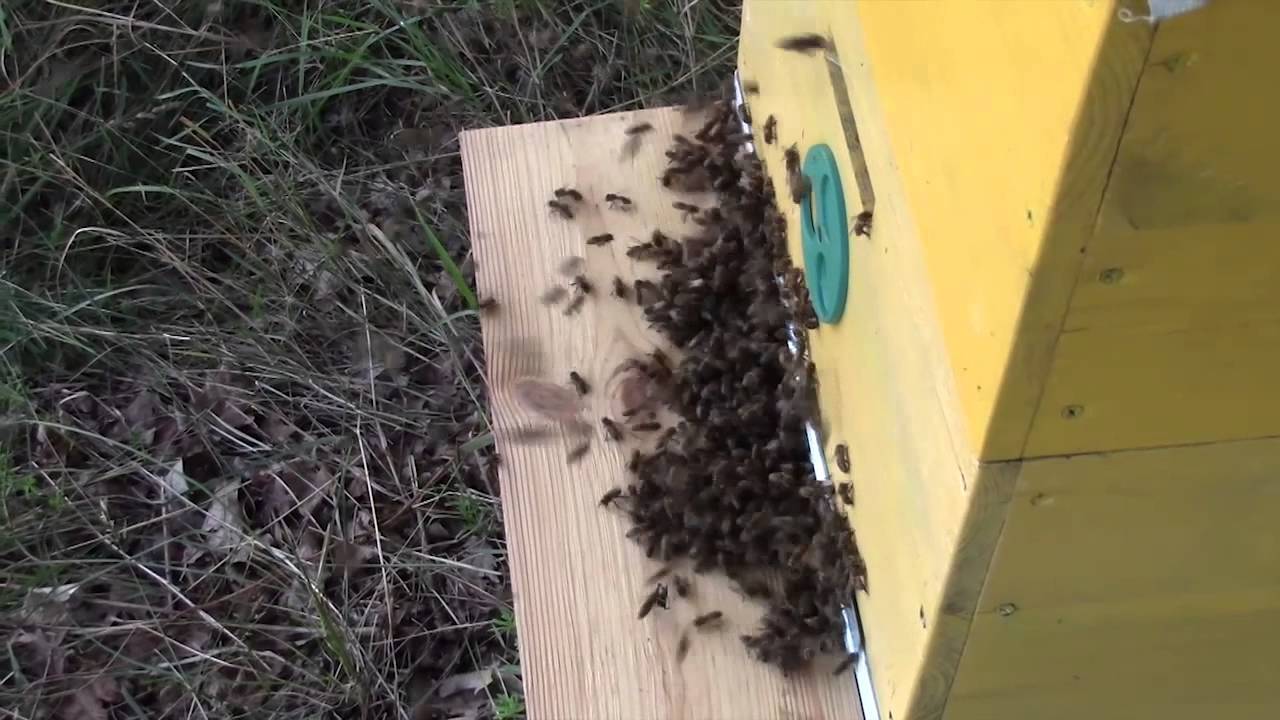 Воровство на пасеке и борьба с ним | практическое пчеловодство