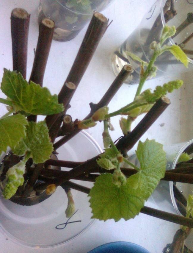 Эффективный способ размножения винограда: черенкование лозы. как размножать виноград зелеными и одревесневшими черенками