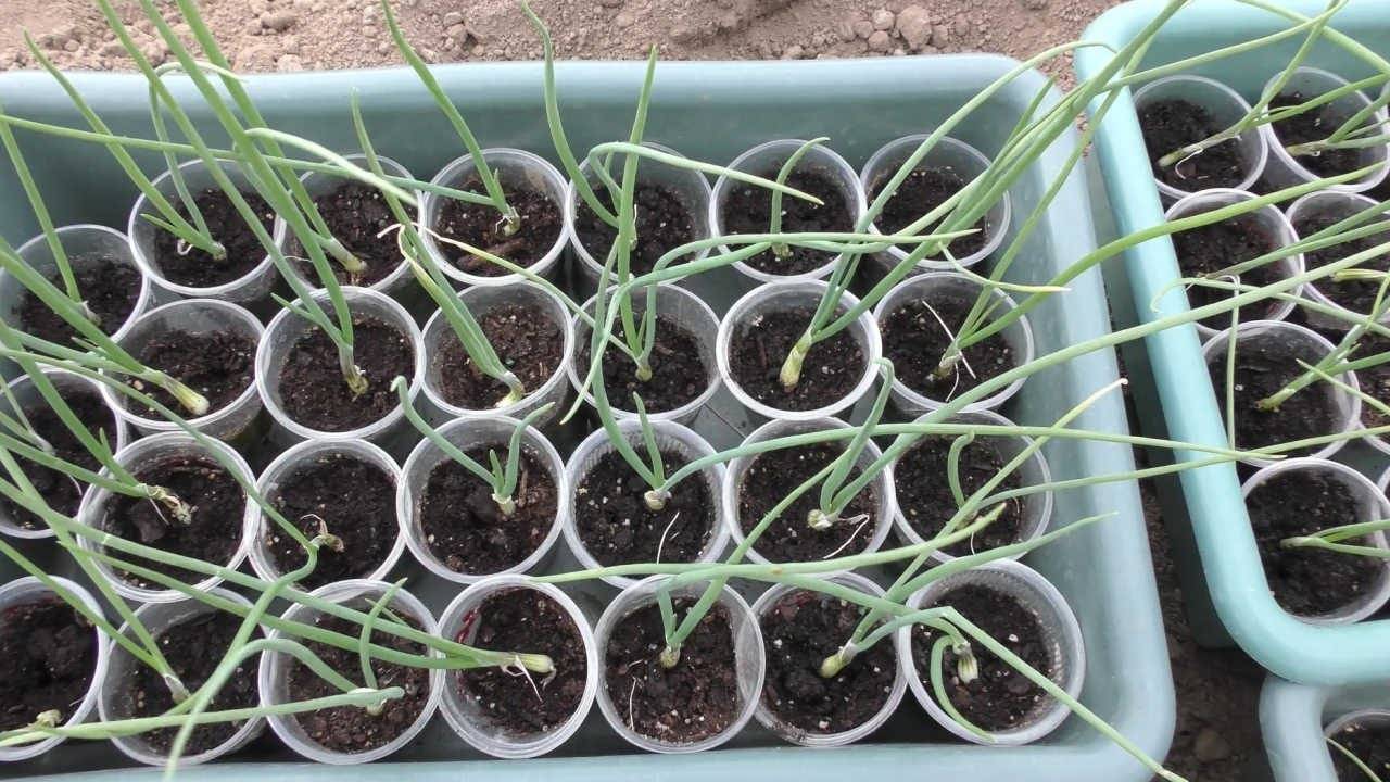 Выращивание лука эксибишен через рассаду, из семян: когда сажать репчатый овощ в домашних условиях, как вырастить за один сезон, как ухаживать и чем подкормить?