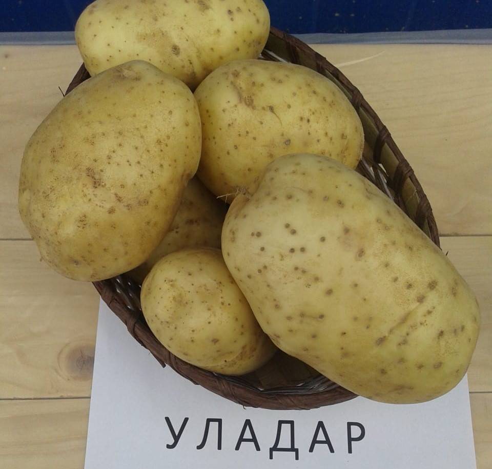 Картофель уладар: описание и характеристика сорта, отзывы