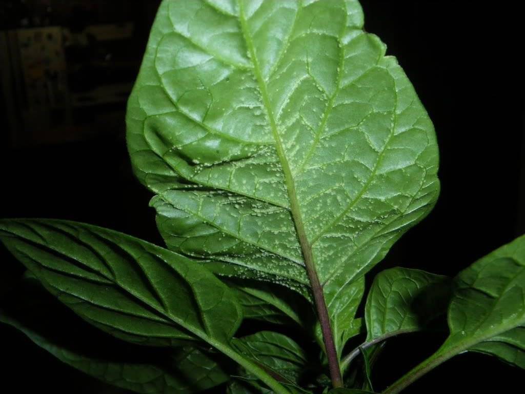 Вредители и болезни рассады перцев и их лечение: фото листьев и советы по борьбе с заболеваниями