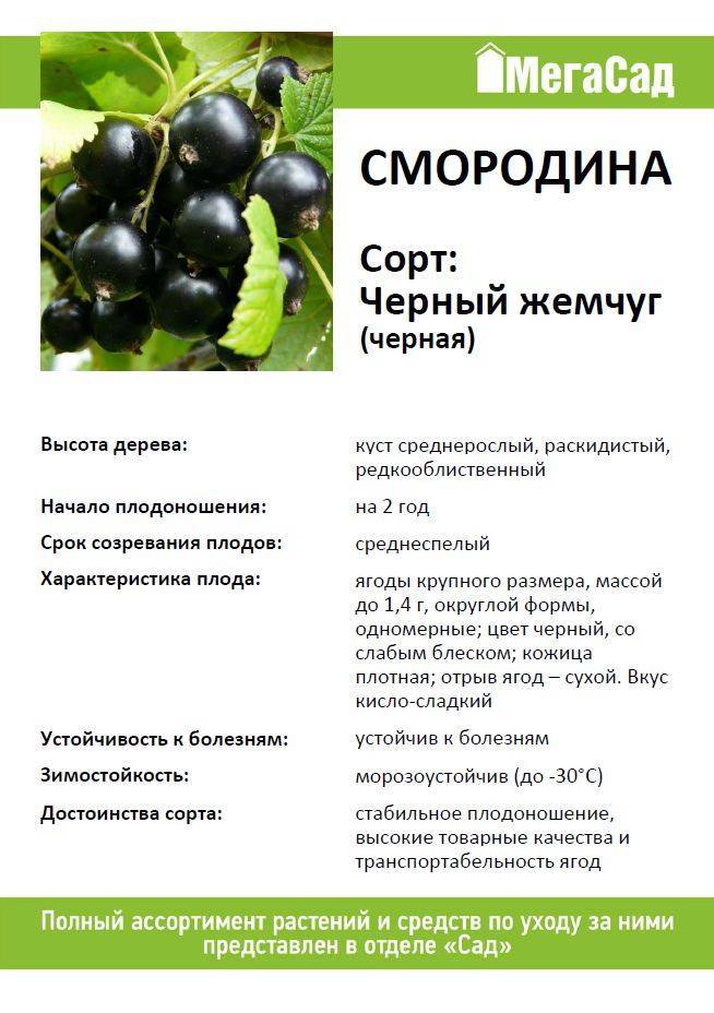 Смородина черный жемчуг: описание сорта с характеристикой и отзывами, особенности посадки и выращивания и ухода, фото