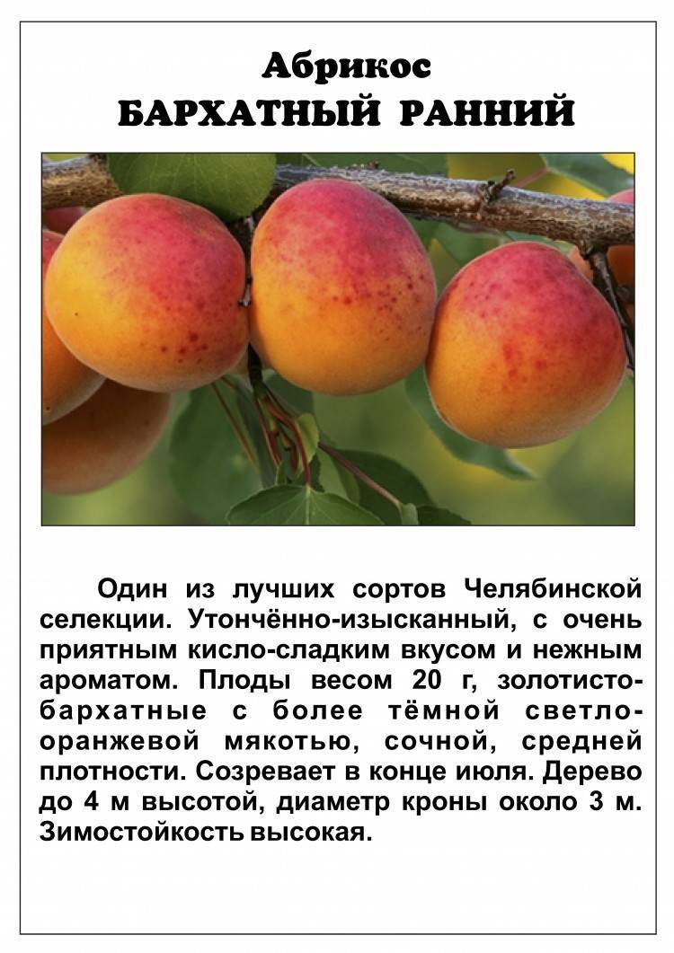 Сорт царский абрикос :описание, полезные свойства и уход