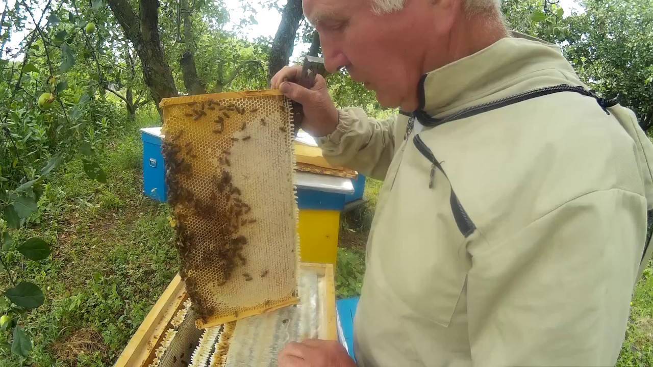 Польза и вред пчелиного подмора, показания к применению, рецепты приготовления