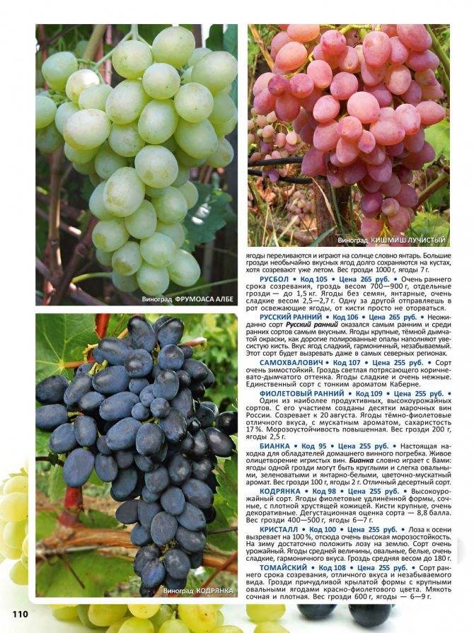 Описание и выращивание винограда сорта Фиолетовый ранний