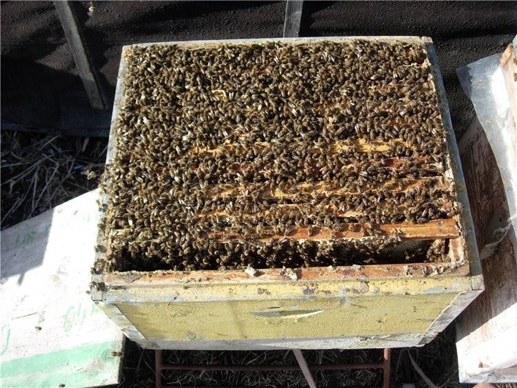 Сколько стоит семья пчел