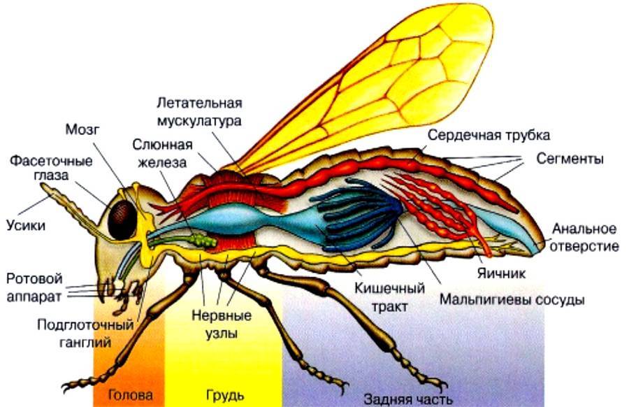 Строение пчелы и её характеристика