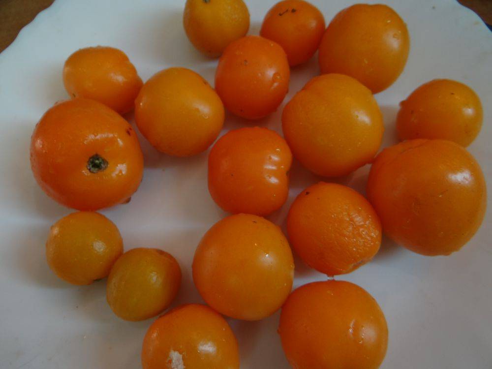Аппетитный томат мандаринка — подробное описание, детали выращивания, отзывы