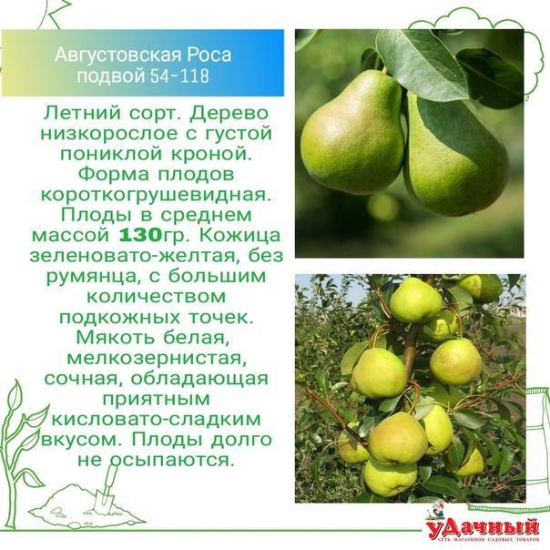 Груша чижовская: ботаническое описание и характеристика сорта, особенности выращивания, фото, отзывы