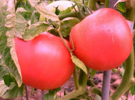 Томаты вольверин f1: описание и характеристика сорта, фото куста, отзывы об урожайности помидоров