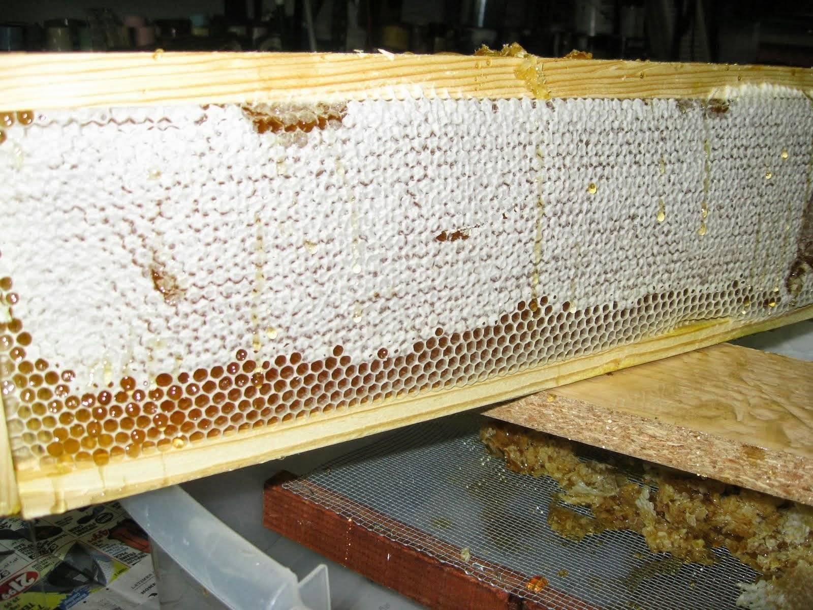Пчелиный забрус: польза и применение