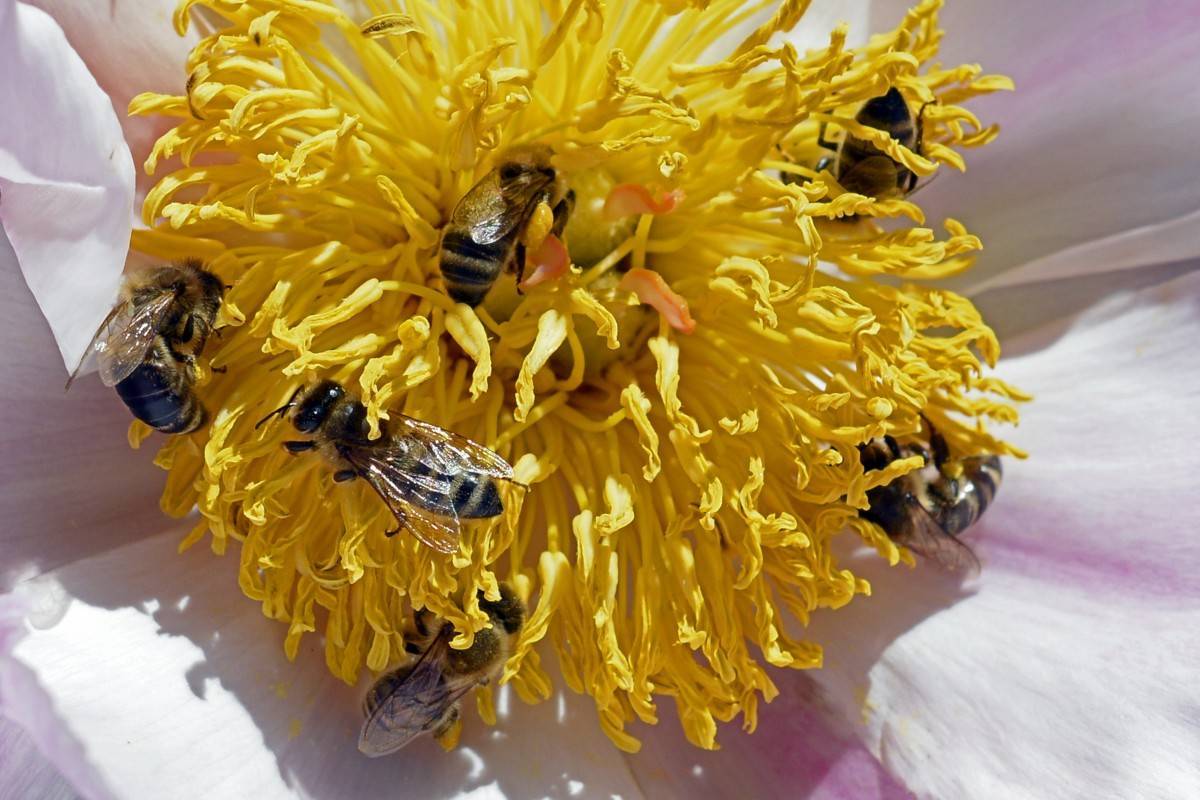 Растение много пыльцы. Среднерусская медоносная пчела. Пчелы пыльца опыление. Нектар цветы пчелы. Пчелки медоносы.