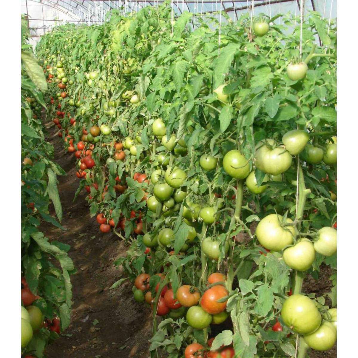 Томат берберана: характеристика и описание сорта, урожайность с фото