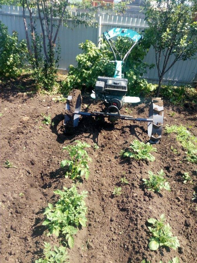 Окучивание картофеля мотоблоком: агротехническое обоснование и нюансы процесса