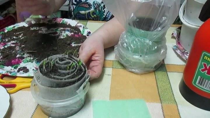 Как можно посадить рассаду в улитку