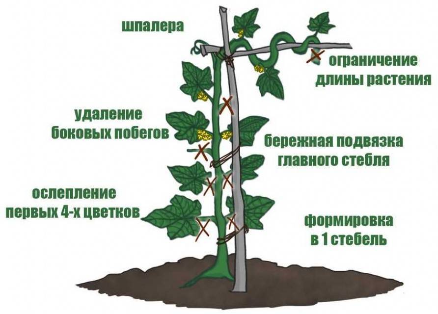 Схема обрезки огурцов в теплице в картинках