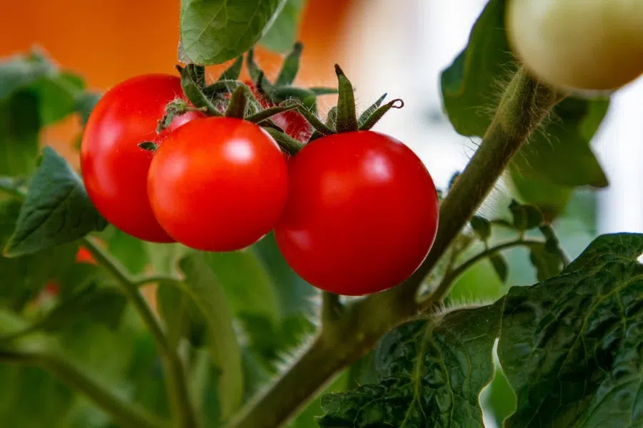 Китайский метод выращивания рассады томатов: особенности и правила новой технологии