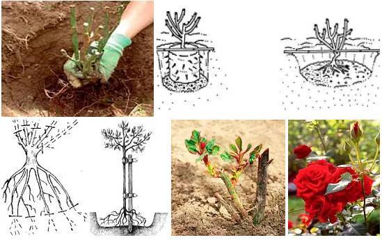 Как вырастить розы в своем саду: посадка и уход – краткая энциклопедия для начинающих садоводов (170 фото)