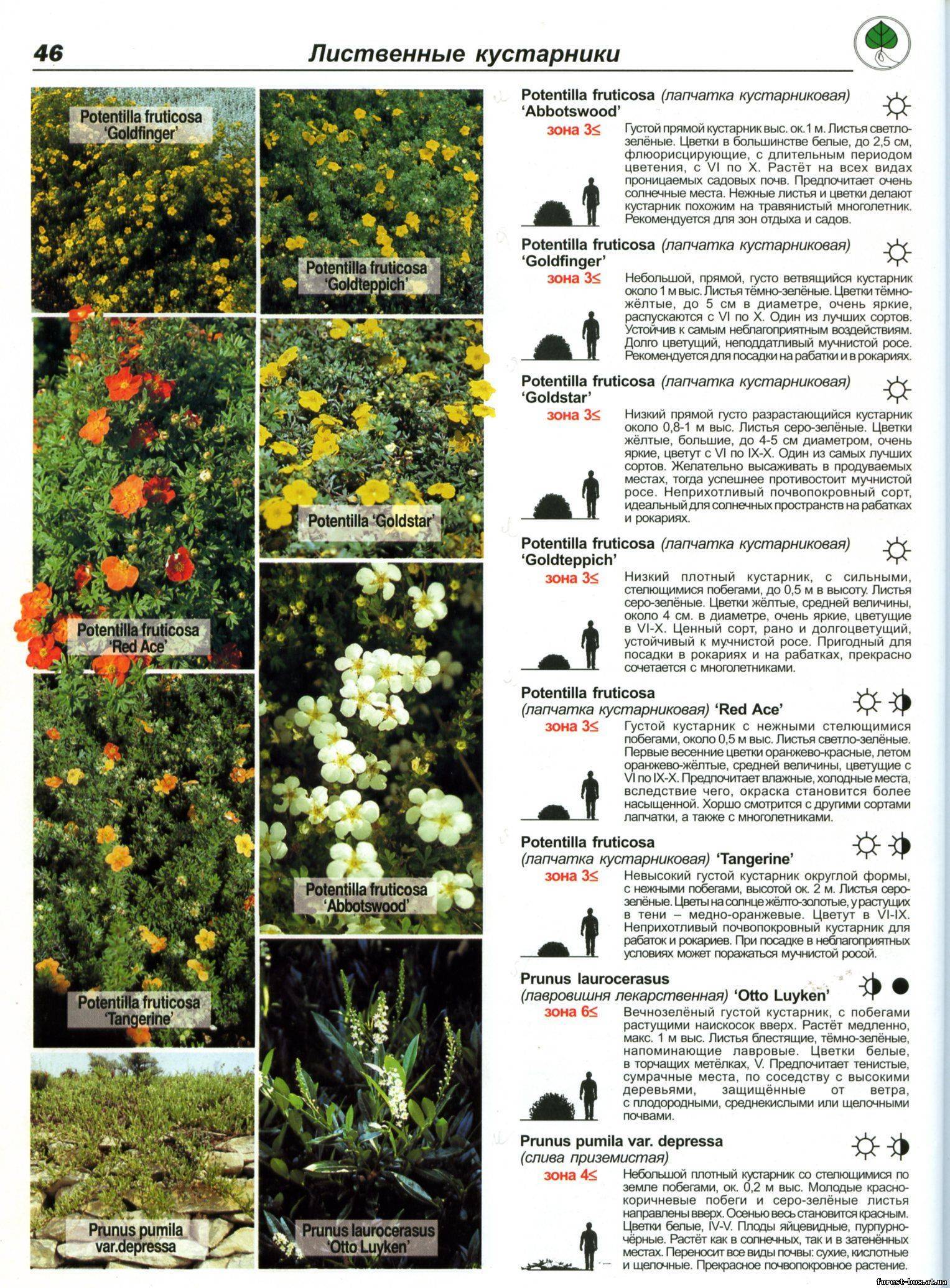 Цветущие кустарники многолетники фото с названиями описание