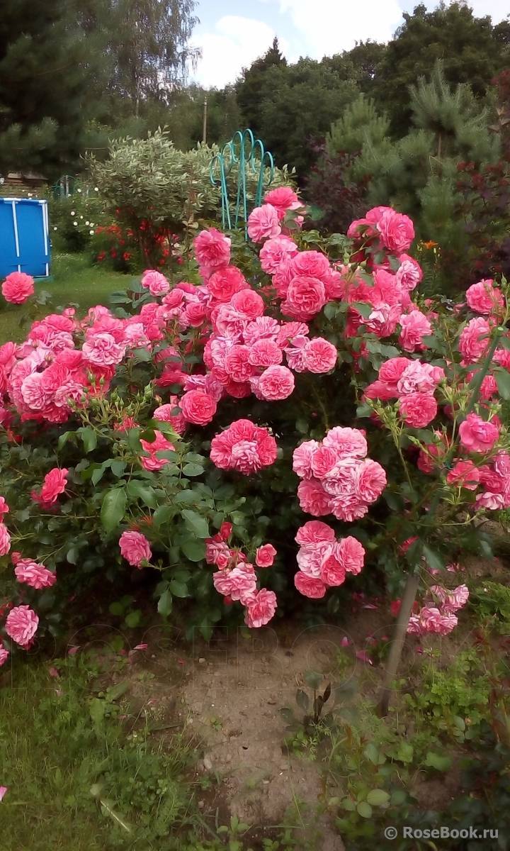 Роза розариум ютерсен: описание, фото и отзывыкомнатные цветы и растения, уход за ними в домашних условиях
