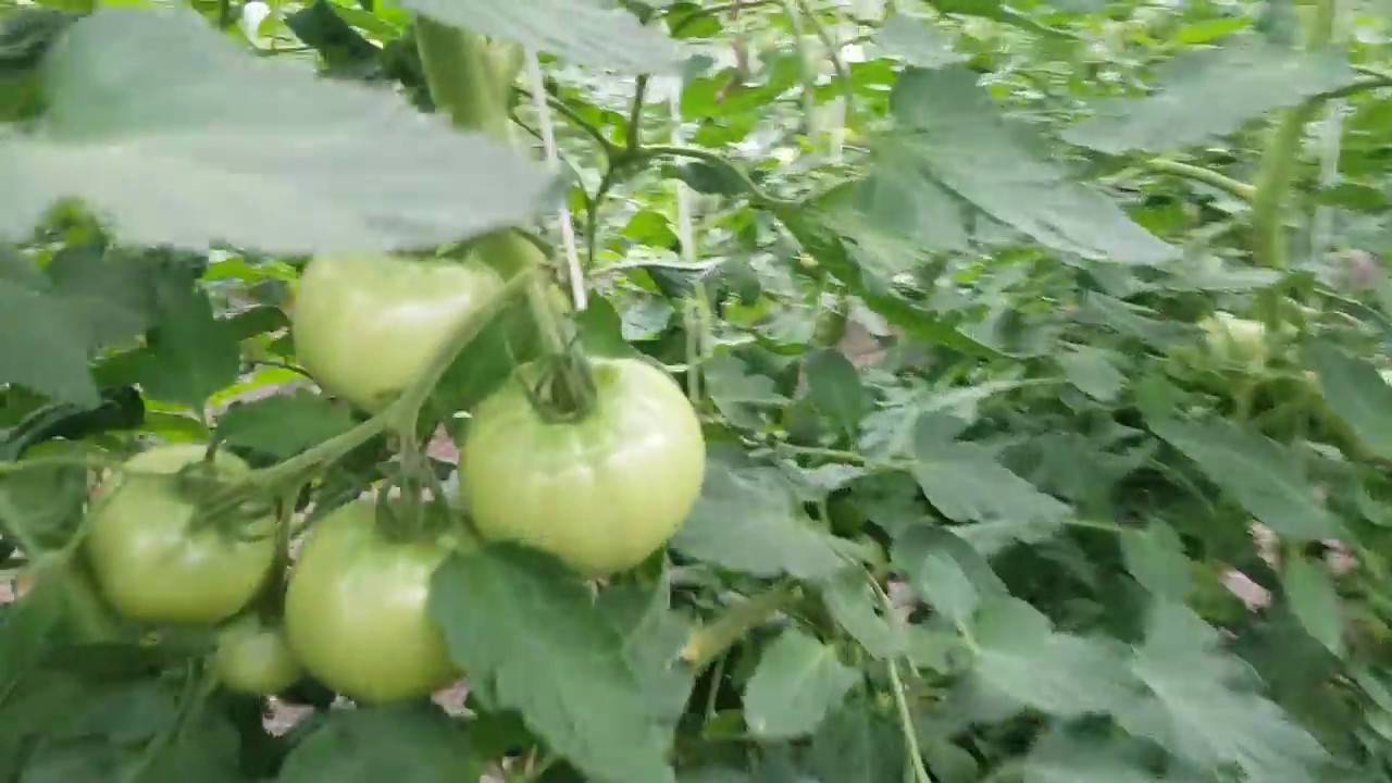 Французский гибрид с аккуратными плодами — томат пинк парадайз f1: описание и характеристики сорта